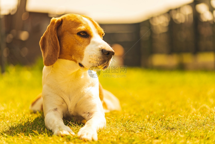 狗躺在后院的草地上在阳光明媚的春天狗背景图片