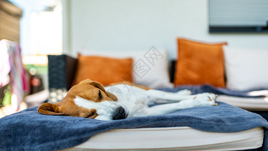 比格尔狗睡在窗外的沙发上夏日在后院比格尔狗睡在沙发上图片