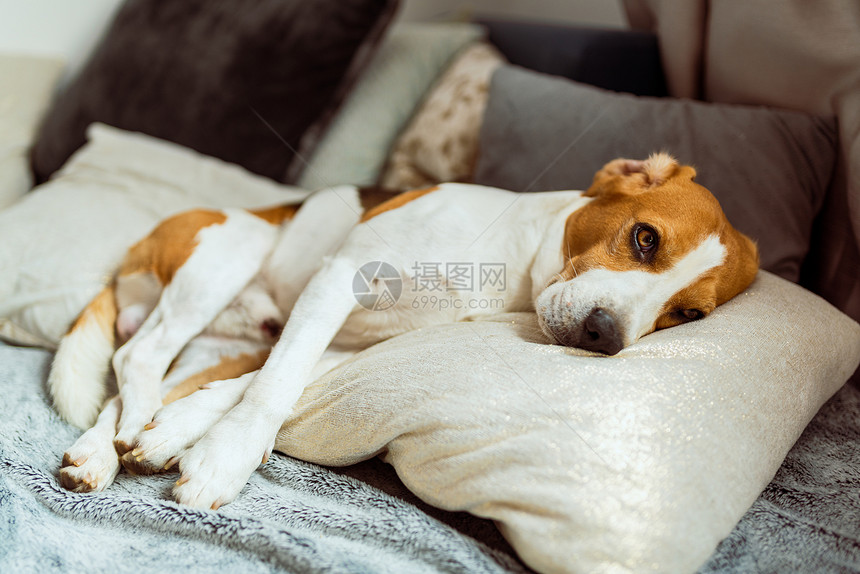 可爱的蜜鸟狗睡在沙发上的坐垫家养狗的概念可爱蜜鸟狗睡在沙发上的坐垫图片