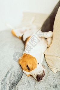 可爱的蜜鸟狗睡沙发上家养狗的概念垂直照片家养狗概念图片