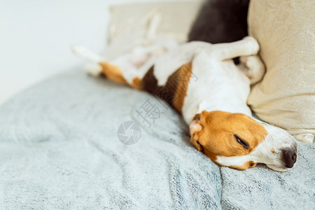 可爱的蜜鸟狗睡沙发上家养狗的概念图片