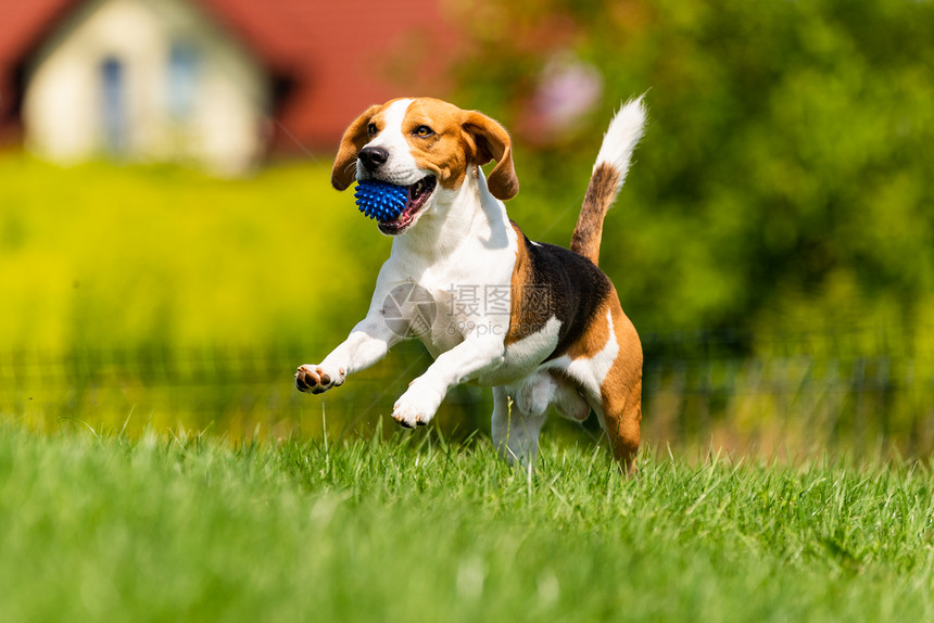 Beagle狗带着球跑过绿草地复制空间家禽狗概念拿蓝色球Beagle狗从绿色草地跑到相机图片