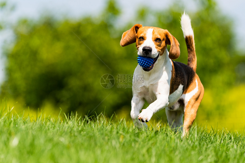 Beagle狗带着球跑过绿草地复制空间家禽狗概念拿蓝色球Beagle狗从绿色草地跑到相机图片