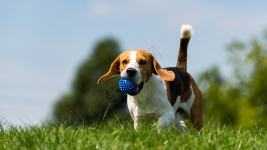 Beagle狗带着球跑过绿草地复制空间家禽狗概念拿蓝色球Beagle狗从绿色草地跑到相机背景图片