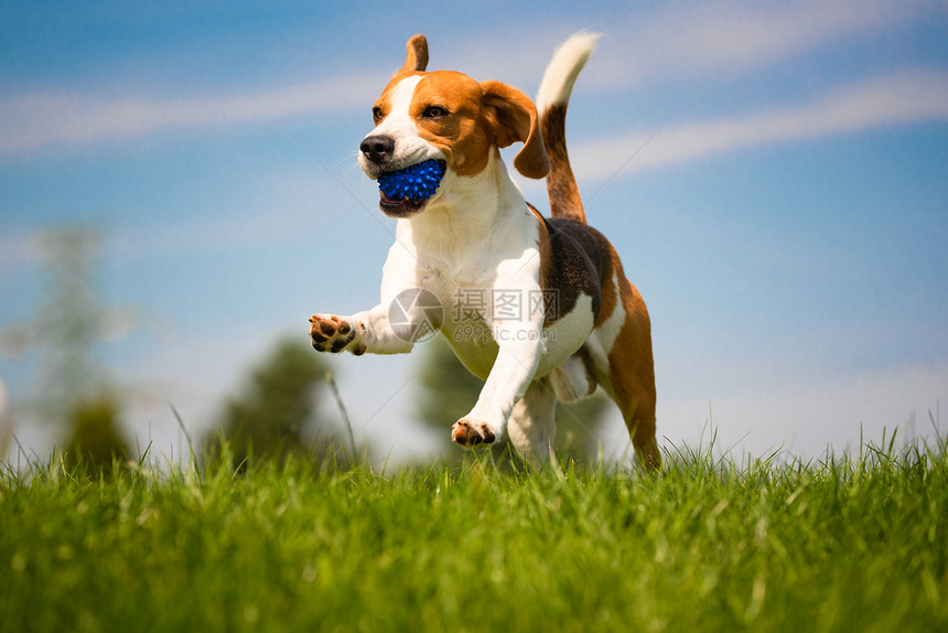 野外绿草的比格尔狗乐趣与球一起奔向相机与球一起跳向相机狗背景在花园野外的比格尔狗乐趣图片