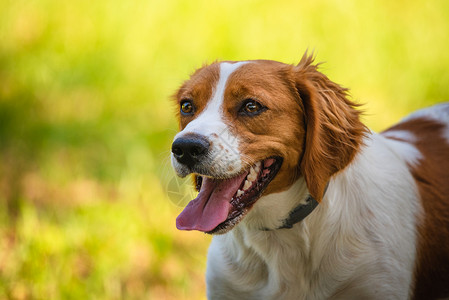 布雷托尼舍犬科动物繁殖高清图片