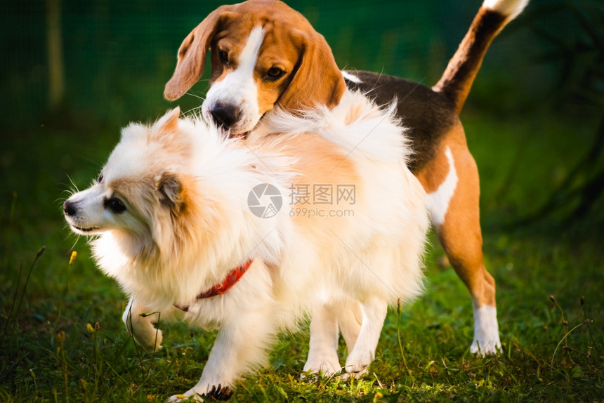 两只狗在野外的绿色草地上玩耍两只狗在绿草地上玩耍图片