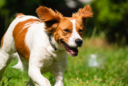 布雷托尼舍犬科动物繁殖高清图片