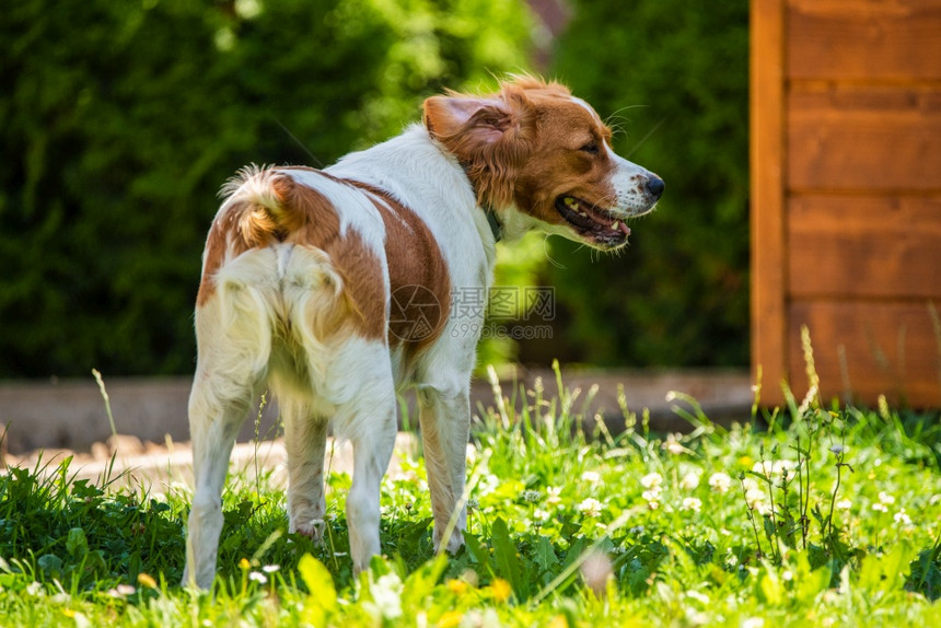 野外花园的布列塔尼狗站在草地上狗背景图片