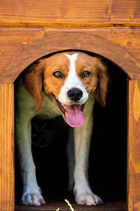 布雷顿猎犬布列塔尼狗在木制狗屋的母狗从里面向外看垂直照片布列塔尼狗在木制狗屋的母狗从里面向外看背景