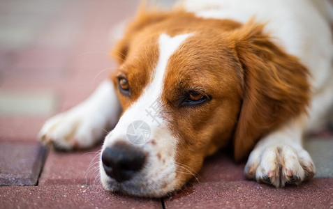 布雷顿猎犬布列塔尼母狗特写镜头在阴凉处躺下休息以防夏季炎热夏季狗狗概念布列塔尼母狗特写镜头在阴凉处躺下休息以防夏季炎热背景