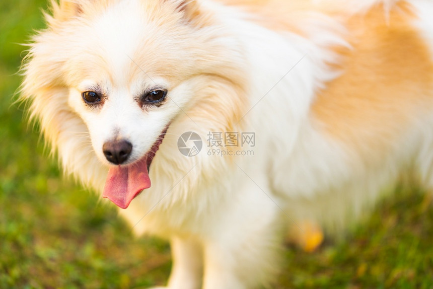 德国Spitz狗意大利语配有舌头外出肖像夏季背景的狗德国Spitz狗意大利语户外肖像图片