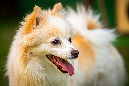 波美拉尼亚狗舌头出特写肖像夏天的狗舌头出特写肖像的波美拉尼亚狗图片