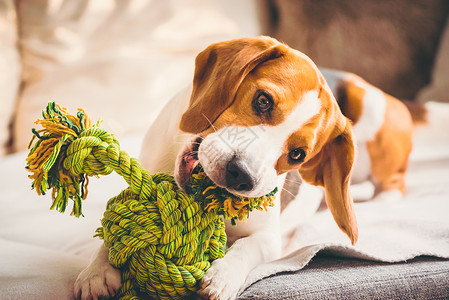沙发上有绳子玩具的狗兴奋到咬一个玩具复制空间有绳子玩具的狗在沙发上图片
