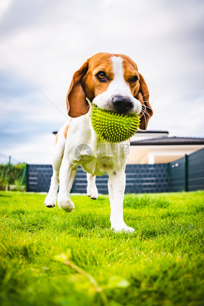 后院有球的狗比格用绿色球向相机跑去图片