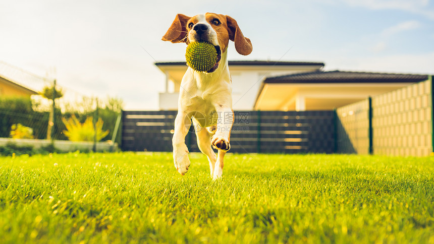 在花园户外玩比格尔狗的乐趣与球一起奔向相机与球一起奔向镜头与狗的背景一样的野外玩比格尔狗的乐趣与球一起奔向图片