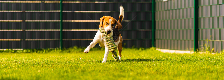 Beagle狗在花园里跑向有绳索玩具的相机日落狗在拿玩具班纳复制空间比格尔狗在花园里跑向有绳索玩具的相机图片