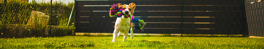 在花园户外玩比格尔狗的乐趣与球一起奔向相机与狗一起奔向相机图片