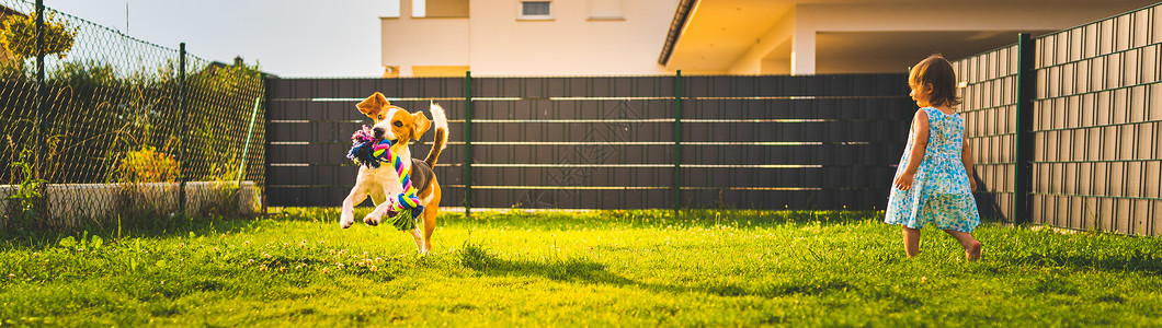 Beagle狗用绳子穿过绿色草地复制空间家禽狗概念拿蓝色球Beagle狗从绿色草地跑向相机右手边的婴儿背景图片