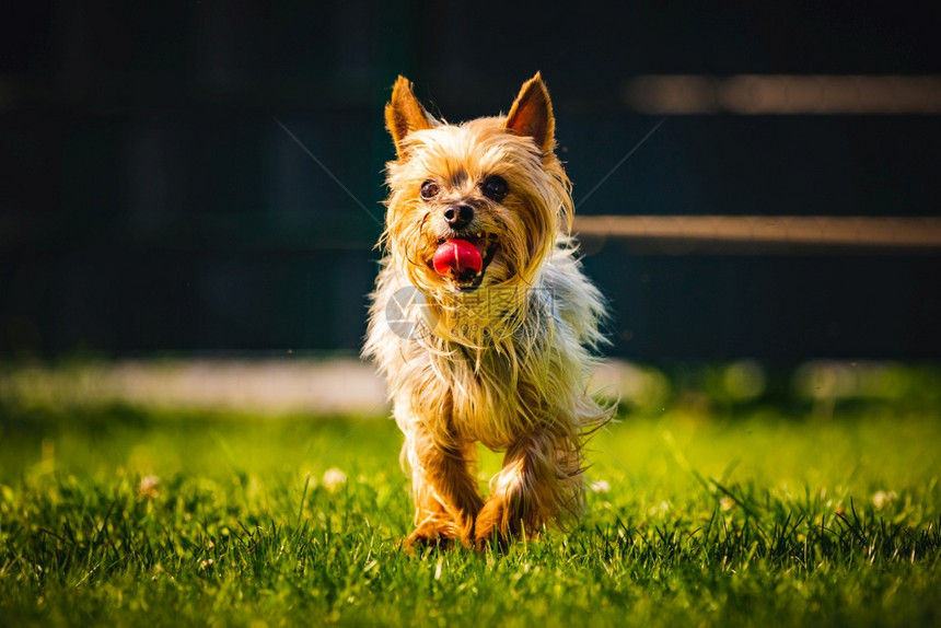 一个令人惊叹的约克郡泰瑞尔正在向着摄像头奔跑猎犬背景令人惊叹的约克郡泰瑞尔正在向着摄像头奔跑图片