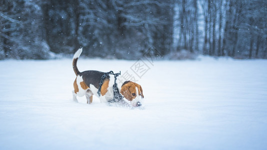 在雪中行走犬类概念狗在雪中行走图片