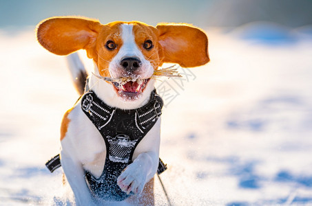 Beagle狗在Sunny冰冷的一天在冬季田里跑步玩耍警犬背景图片