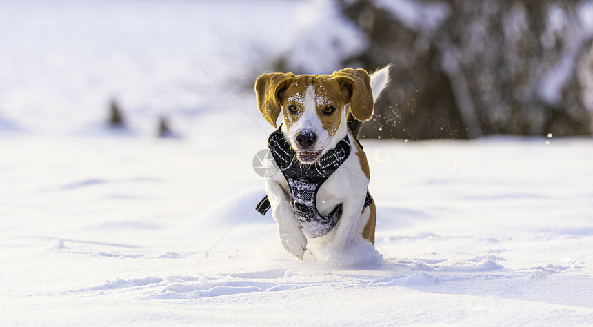 Beagle狗在Sunny冰冷的一天在冬季田里跑步玩耍警犬背景图片