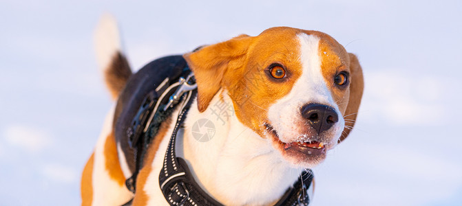 Beagle狗在Sunny冰冷的一天在冬季田里跑步玩耍警犬背景图片