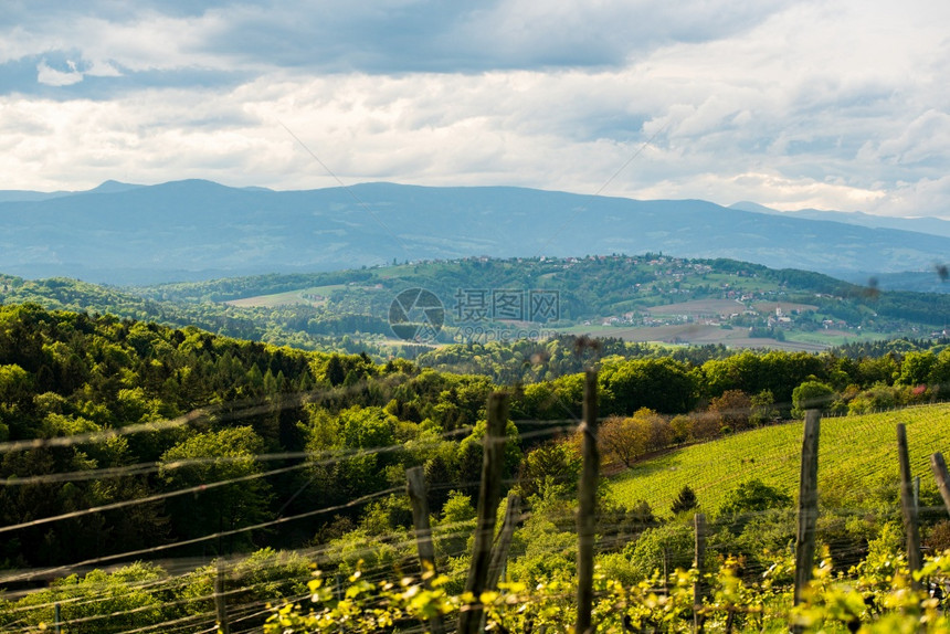 为葡萄酒种植的作物奥地利葡萄园的春假南施蒂里亚旅游点葡萄酒国景模糊的背选择重点南施蒂里亚旅游点图片