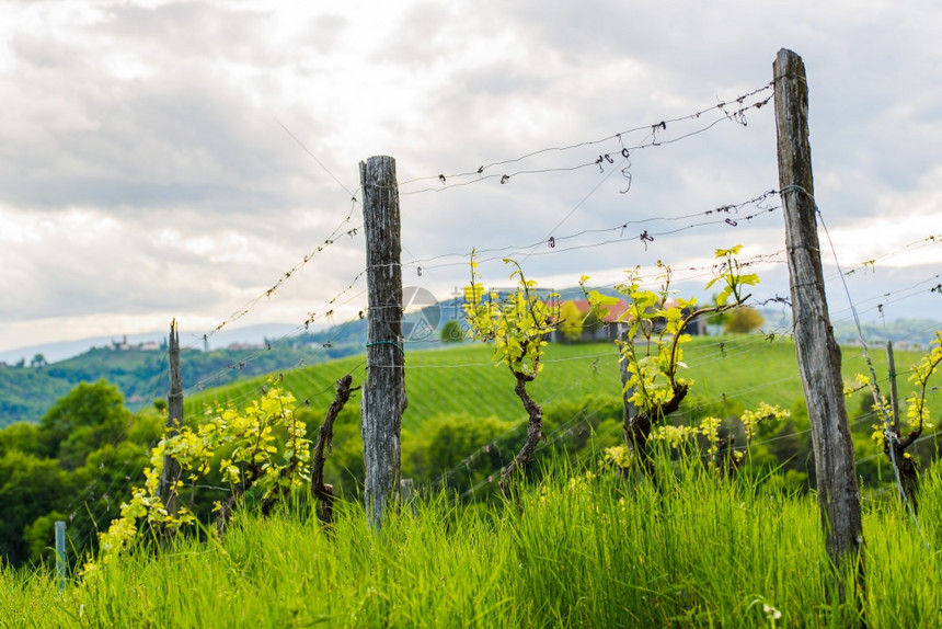 为葡萄酒种植的作物奥地利葡萄园的春假南施蒂里亚旅游点葡萄酒种植地南施蒂里亚旅游点图片