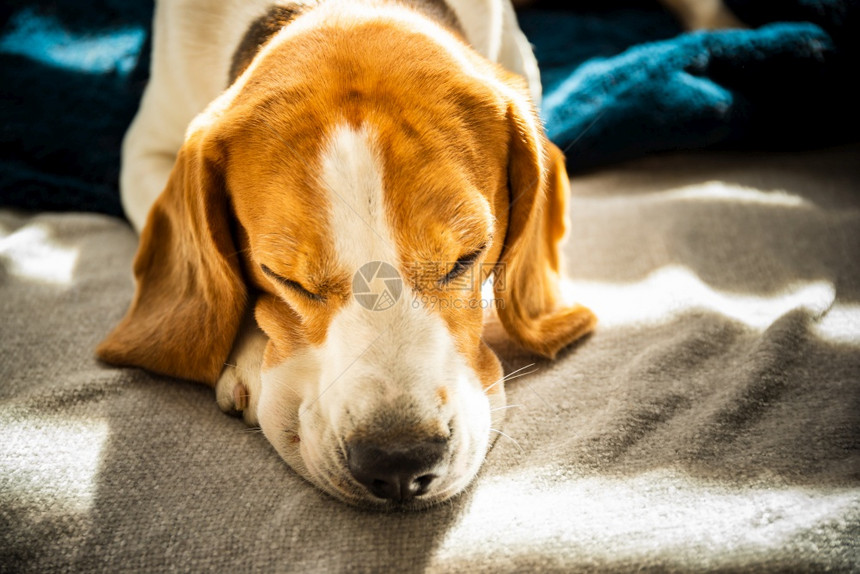 Beagle狗睡在明房的沙发上阳光照在窗户上狗睡阳光明媚的房间Beagle狗睡在明房的沙发上阳光照在窗户上图片