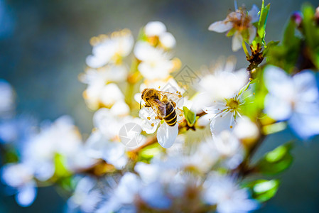 开花蜂蜜昆虫自然地高清图片