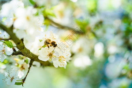 蜜蜂收集花和在白樱树花上传播粉对生态环境可持续具有重要意义复制空间蜜蜂收集花和在白樱树花上传播粉的近照背景图片