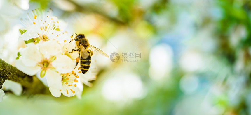 蜜蜂收集花和在白樱树花上传播粉对生态环境可持续具有重要意义复制空间蜜蜂收集花和在白樱树花上传播粉的近照图片