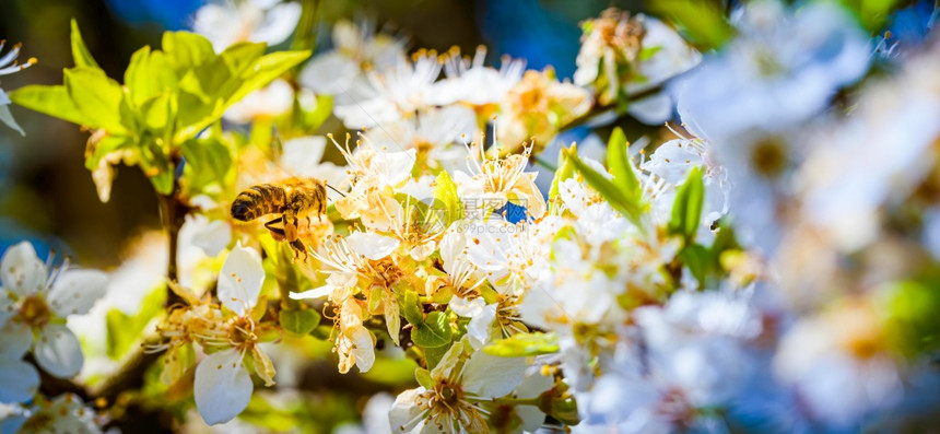 蜜蜂收集花和在白樱树花上传播粉对生态环境可持续具有重要意义复制空间蜜蜂收集花和在白樱树花上传播粉的近照图片