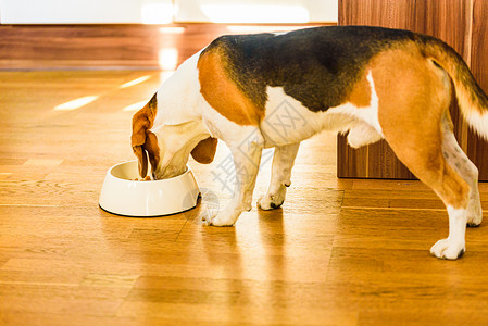 在明亮的室内狗小猎犬正在吃碗里的食物狗粮概念在明亮的室内狗小猎犬正在吃碗里的食物背景图片