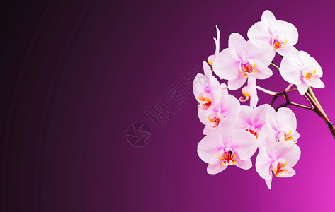 白色紫花右边美丽的兰花左边紫背景图片