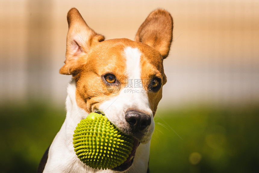 在花园户外野玩比格尔狗的乐趣与球一起奔向相机图片