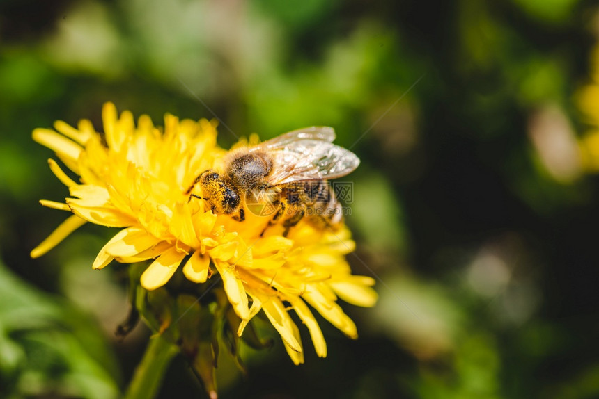 蜜蜂被黄色花粉覆盖从dandelion花朵中收集蜜对环境生态可持续很重要复制空间图片