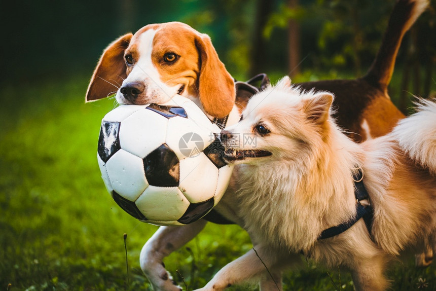 Beagle和德国喷口水与橄榄球一起拔战夏天在绿色公园花露天跑来去图片