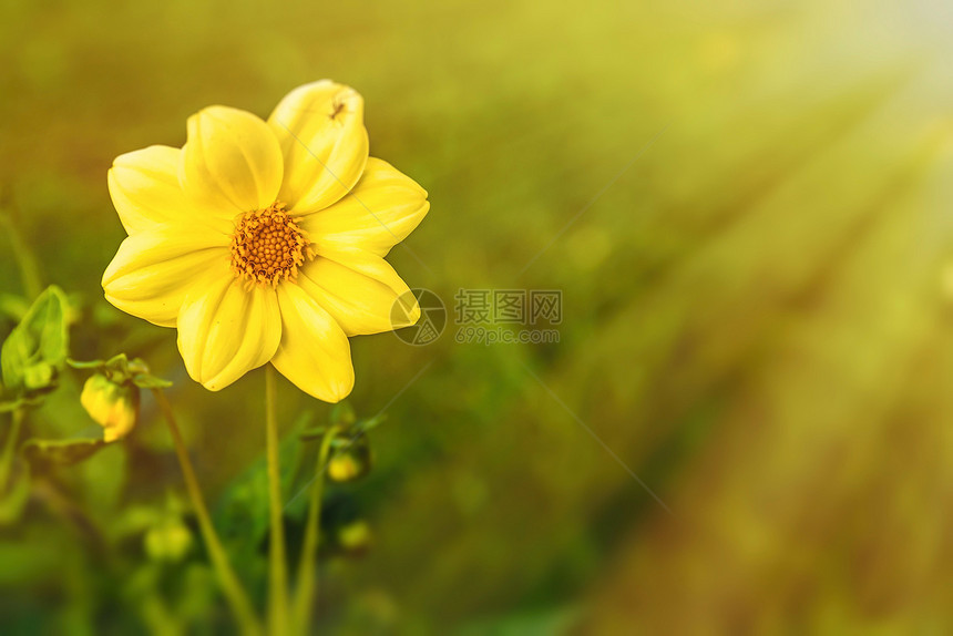 天然绿色草原上的黄花背景图片