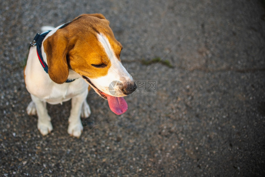 美丽的beagle狗上面有沥青的舌头右边有文字空间动物背景主题上面有沥青的美丽狗图片