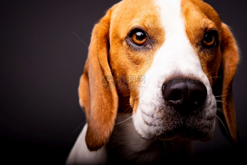 美丽的野外狗肖像左边文字的复制空间动物背景主题大眼睛鼻子和长耳朵的美丽狗肖像黑色背景图片