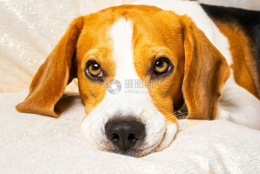狗头坐在沙发上的垫子背景在室内狗头坐沙发上的垫子图片