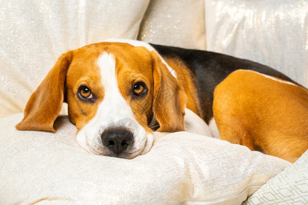 Beagle狗睡着休息头坐在沙发上的垫子背景在室内狗头坐沙发上的垫子图片