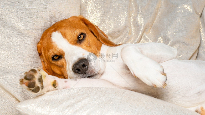 Beagle狗睡着休息美丽的狗肖像非常生动和锋利背景在室内Beagle狗睡着和休息图片