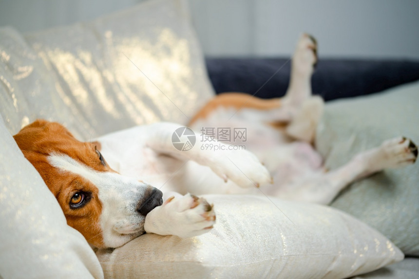 Beagle狗睡着在有趣的位置美丽狗肖像非常生动和锋利背景在室内狗睡着背部休息图片