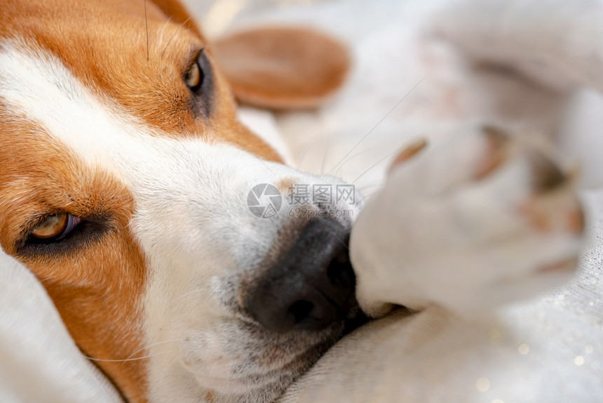 Beagle狗睡着休息美丽的狗肖像非常生动和锋利背景在室内Beagle狗睡着和休息图片