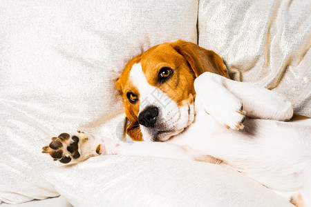疲倦的狗睡在沙发上沙发上懒洋洋的小猎犬以狗为主题的背景疲倦的狗睡在沙发上沙发上懒洋洋的小猎犬图片