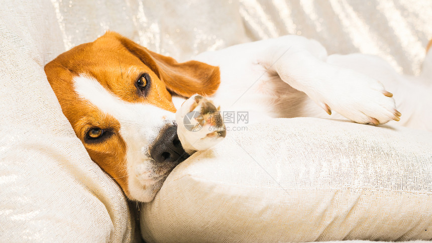 疲倦的狗睡在沙发上沙发上懒洋洋的小猎犬以狗为主题的背景疲倦的狗睡在沙发上沙发上懒洋洋的小猎犬图片